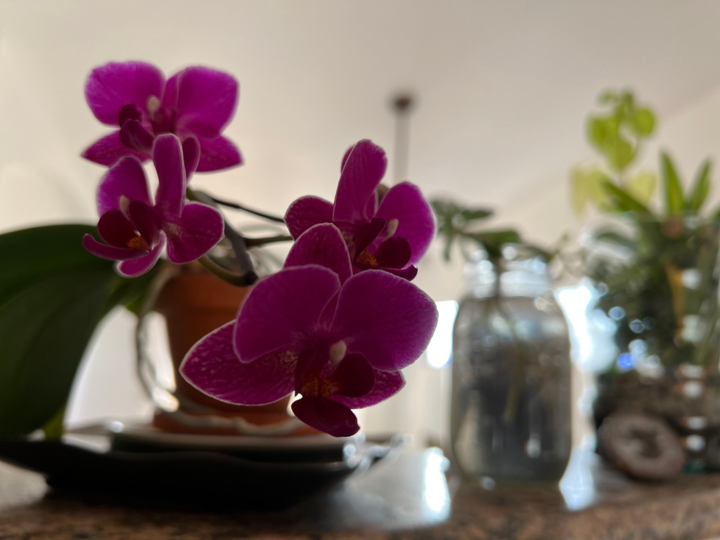 Magenta orchids in a  terra cotta pot next to green plants on a kitchen counter