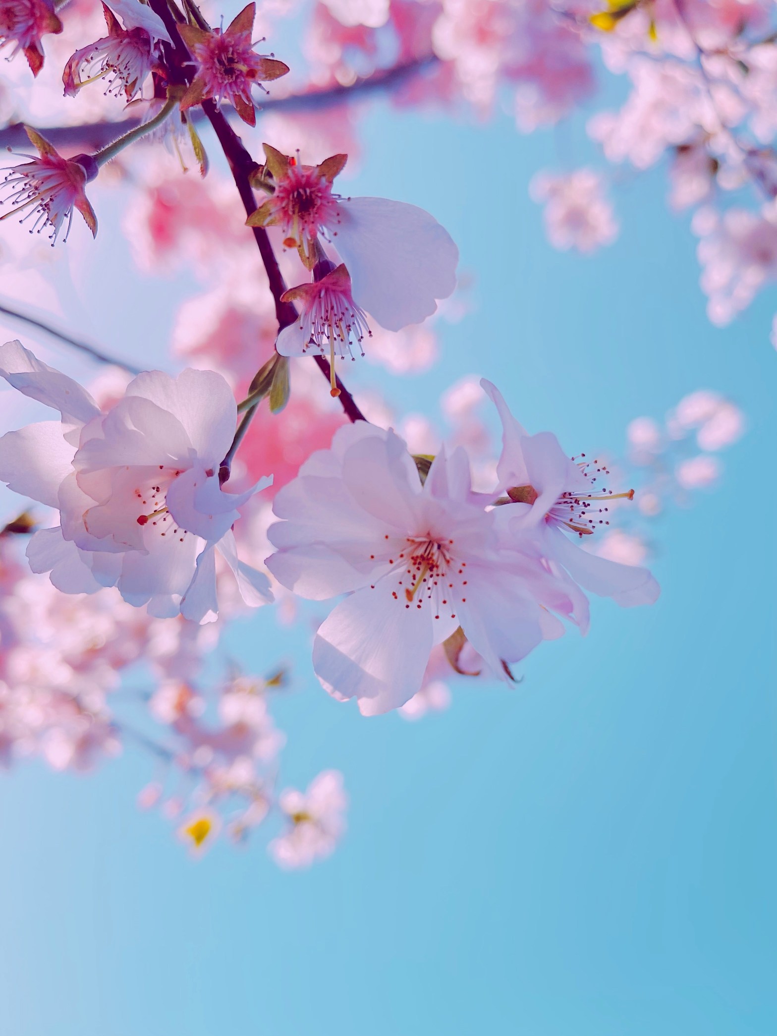 Pale pink blossoms against a blue sky.